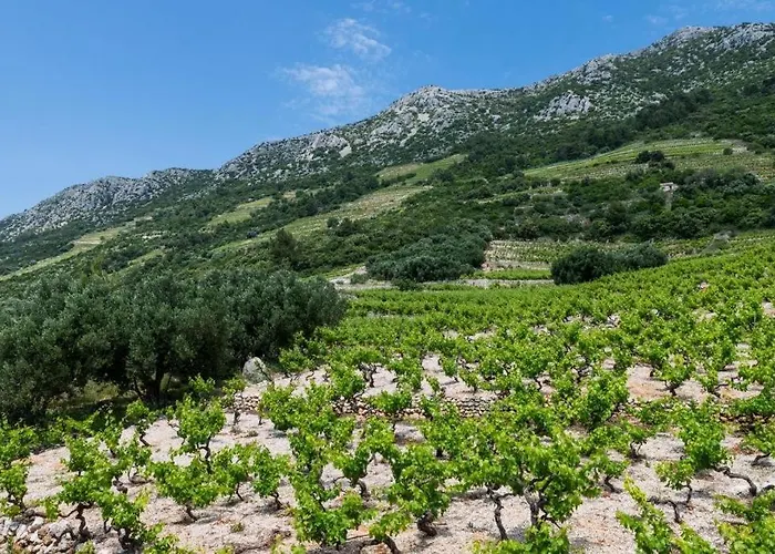 Dingac 公寓 Gornji Dingač